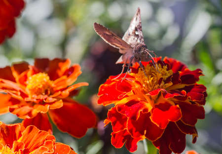 Butterfly on red yellow flower