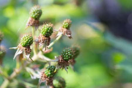 Green blackberry in summer with spider web in garden macroの写真素材