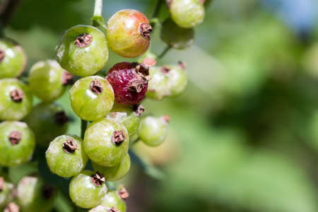 Unhealthy red garden currant in summer with blurry background macroの写真素材