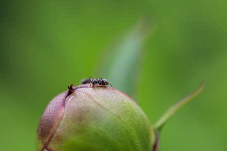 Ant on a flower bud with blurry backgroundの写真素材