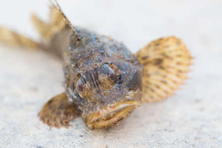 Black scorpionfish Scorpaena porcus. Wild life animal.の写真素材