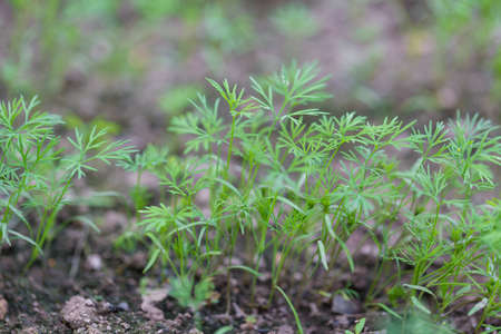 Young dill growing on the vegetable bed