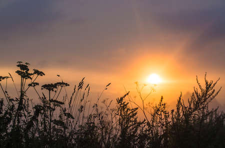 Wild grass silhouette against golden hour sky during sunset.の写真素材