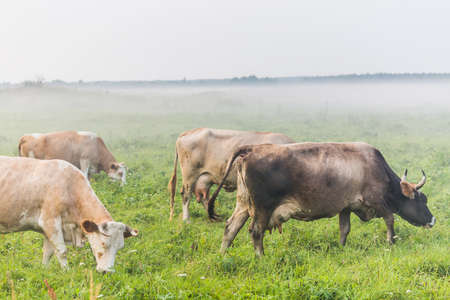 Brown cows grazing in the green foggy field.の写真素材