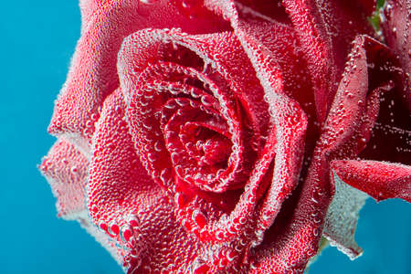 Amazing macro shot of red rose in the water with bubbles on blue background.の写真素材