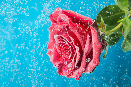 Amazing macro shot of red rose in the water with bubbles on blue background.の写真素材