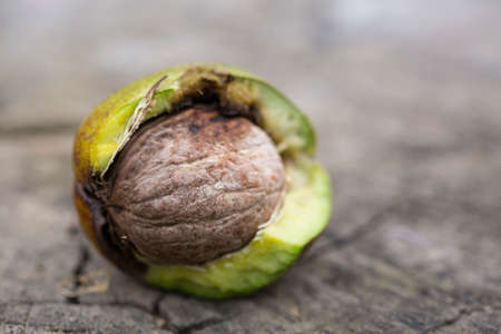 Freshly picked walnut in shell on log. Nature concept.の写真素材