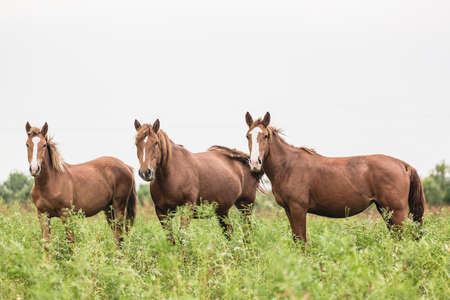 Beautiful brown horses in the green meadow.の写真素材