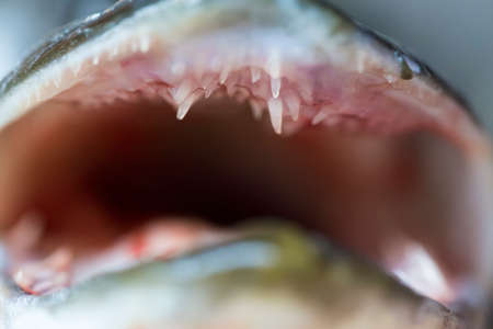 Esox lucius - pike fish mouth and teeth close up.の写真素材