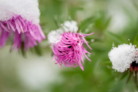 Winter concept. It is fresh first snow on nice purple flowers.