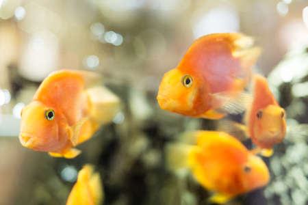 Group of gold fish in the water.の写真素材