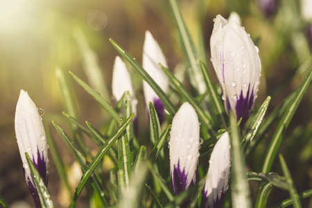 Beautiful violet crocus flower with water drops after rain. Selective focus. Spring concept.の写真素材