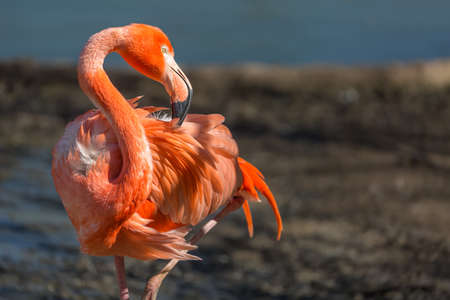 Closeup of a red flamingo with blurry background.の写真素材