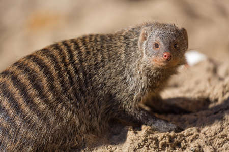 Close up view of the yellow mongoose on sand.の写真素材