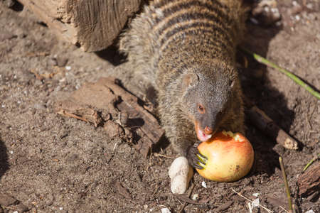 Close up view of the yellow mongoose eating an apple on sand.の写真素材