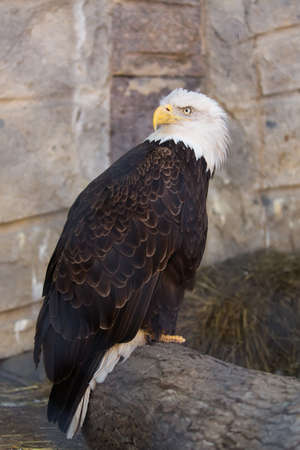 A portrait of an American eagle at a zoo.の写真素材