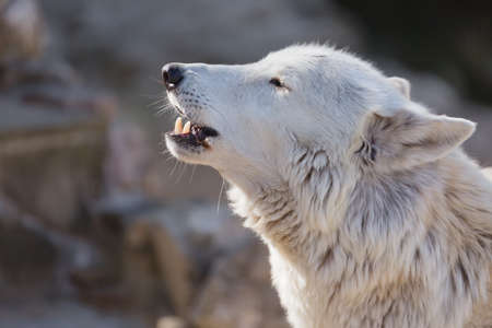 Tundra white polar wolf close up. Latin name - Canis lupus arctos.