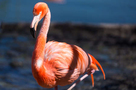 Closeup of a red flamingo with blurry background.の写真素材