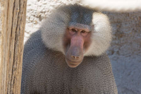 Hamadryas Baboon Papio hamadryas pavian close up portrait in the zoo.の写真素材