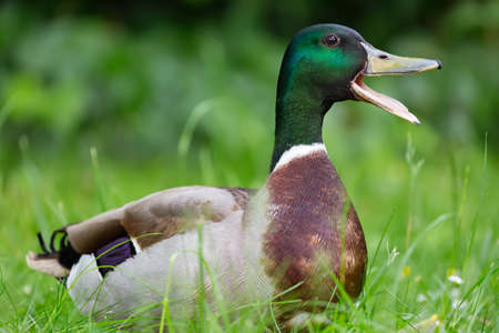 Mallard duck with opened nib close up on green grass.の写真素材