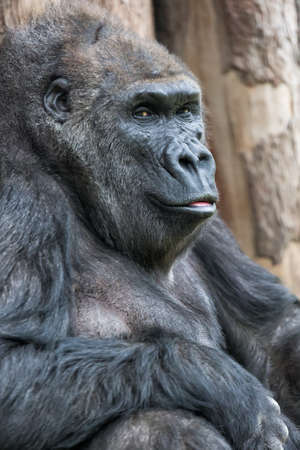 Cute gorilla portrait sitting on the ground at the zoo.