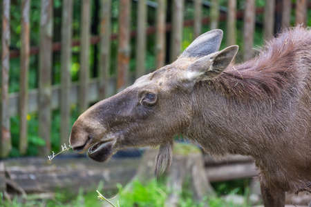 Alces alces female moose North America or elk Eurasia.の写真素材
