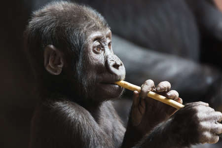Cute little gorilla baby plays with a stick.の写真素材