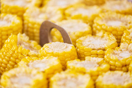 Ears of mature yellow corn as a background. Selective focus.
