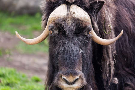 Close up portrait of Musk ox Ovibos Moschatus.