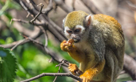 Close up portrait of squirrel monkey Saimiri sciureus sitting and eating on a tree branch.