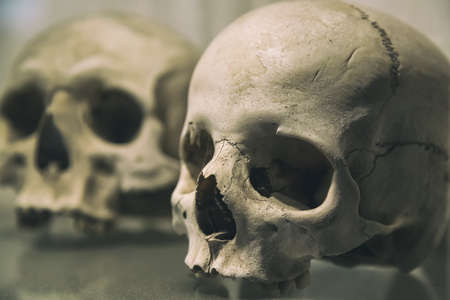 Old human skulls close up. Toned image.の写真素材