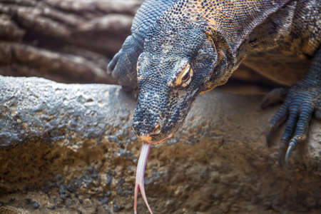 The Komodo dragon Varanus komodoensis with a tongue. Species of lizard found in the Indonesian islands.の写真素材