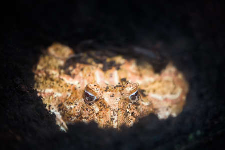 Argentine Horned Frog or Pac-man frog in the ground. Frog from the grasslands of Argentina, Uruguay and Brazil.の写真素材