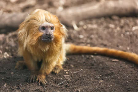 A golden lion tamarin Leontopithecus rosalia portrait.の写真素材