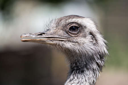 Portrait of an african ostrich close up.の写真素材