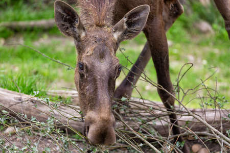 Alces alces female moose North America or elk Eurasia feeding.の写真素材