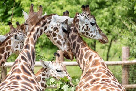 Close-up portrait of giraffe group Giraffa Camelopardalis with green blurry background.の写真素材