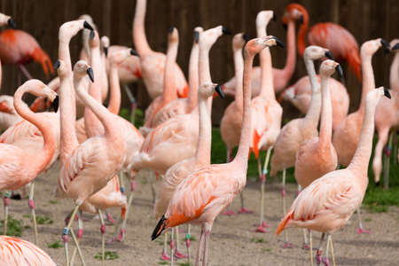 Closeup of a red flamingo group with blurry background. Many flamingo birds at the zoo.の写真素材