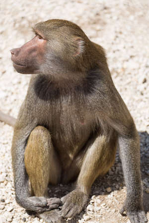 Hamadryas Baboon Papio hamadryas pavian close up portrait