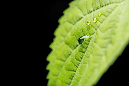 Rain drops on green leaf plant on black background. Selective focus. Nature concept.の写真素材