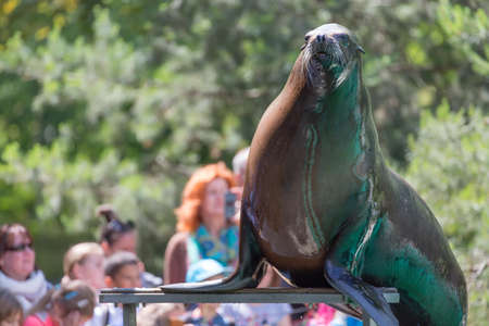 Northern fur seal, or sea cat Callorhinus ursinus pinniped mammal in the zoo waiting for food.の写真素材
