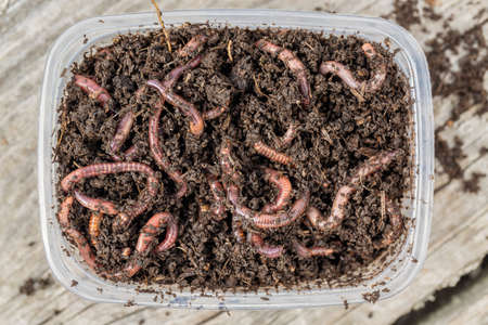 Red worms Dendrobena in a box in manure, earthworm live bait for fishingの写真素材