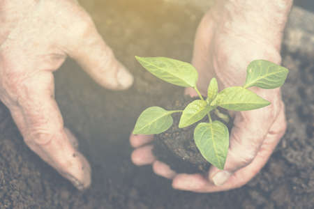 The old mans hands are planting the seedling into the soil. Toned.の写真素材