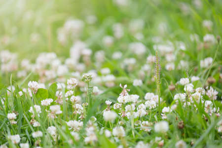 White clover flowers green meadow with selective focus. nature conceptの写真素材