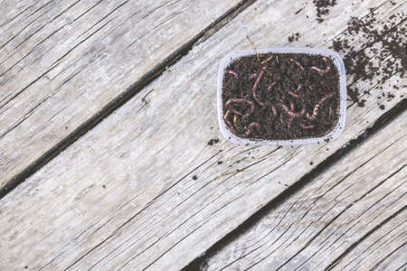 Red worms Dendrobena in a box in manure, earthworm live bait for fishing on wooden surface, Fishing conceptの写真素材