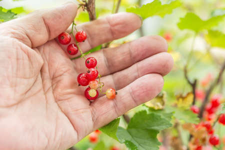 Gardening concept. Branch of red currant in old man elderly hand. Macro shotの写真素材