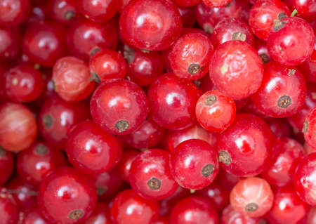 Background of ripe juicy red currant berries. Close up imageの写真素材