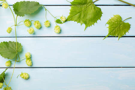 Cones and leaves of the plants hops on blue wooden background with free space for your text.