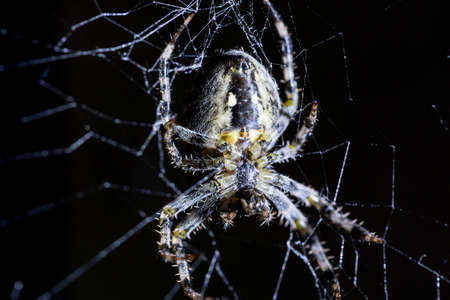Spider and spiders web on black background. Arachnid climbing the web. Extreme close up macro image.の写真素材