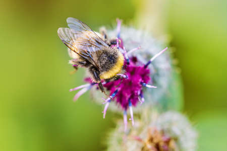 Close up bee on flower with green blurry background.の写真素材